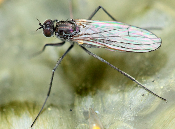 Dittero da id(Dolichopodidae?)